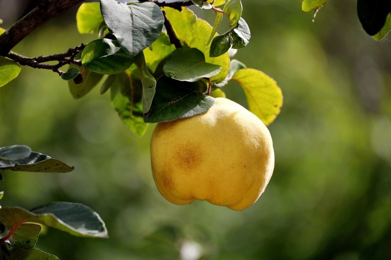 Айва - маленький плод с большой силой: как он поможет сохранить ваше здоровье